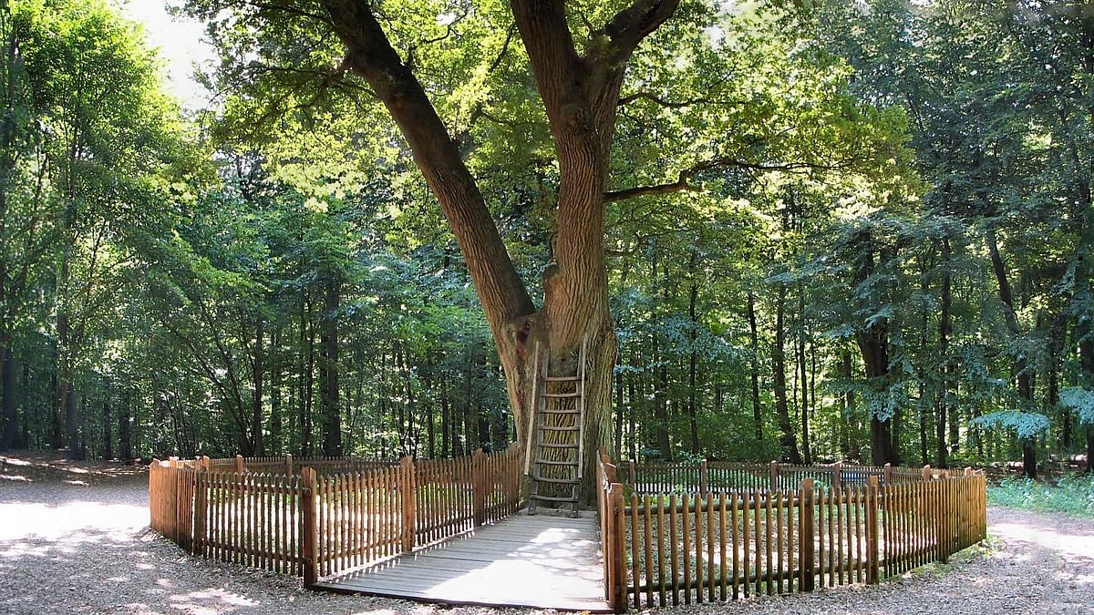 Germany's 500-Year-Old Bridegroom's Oak: The World's Most Romantic Postbox Since 1890s