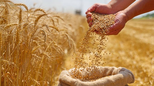 Centre permits wheat export of 25 lakh metric tonnes 