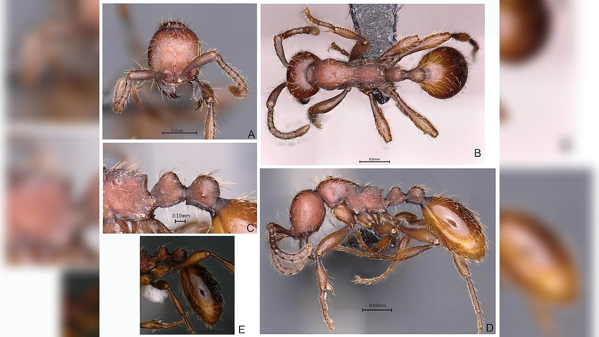 Big cats of insect world: Scientists discover two new army ant species