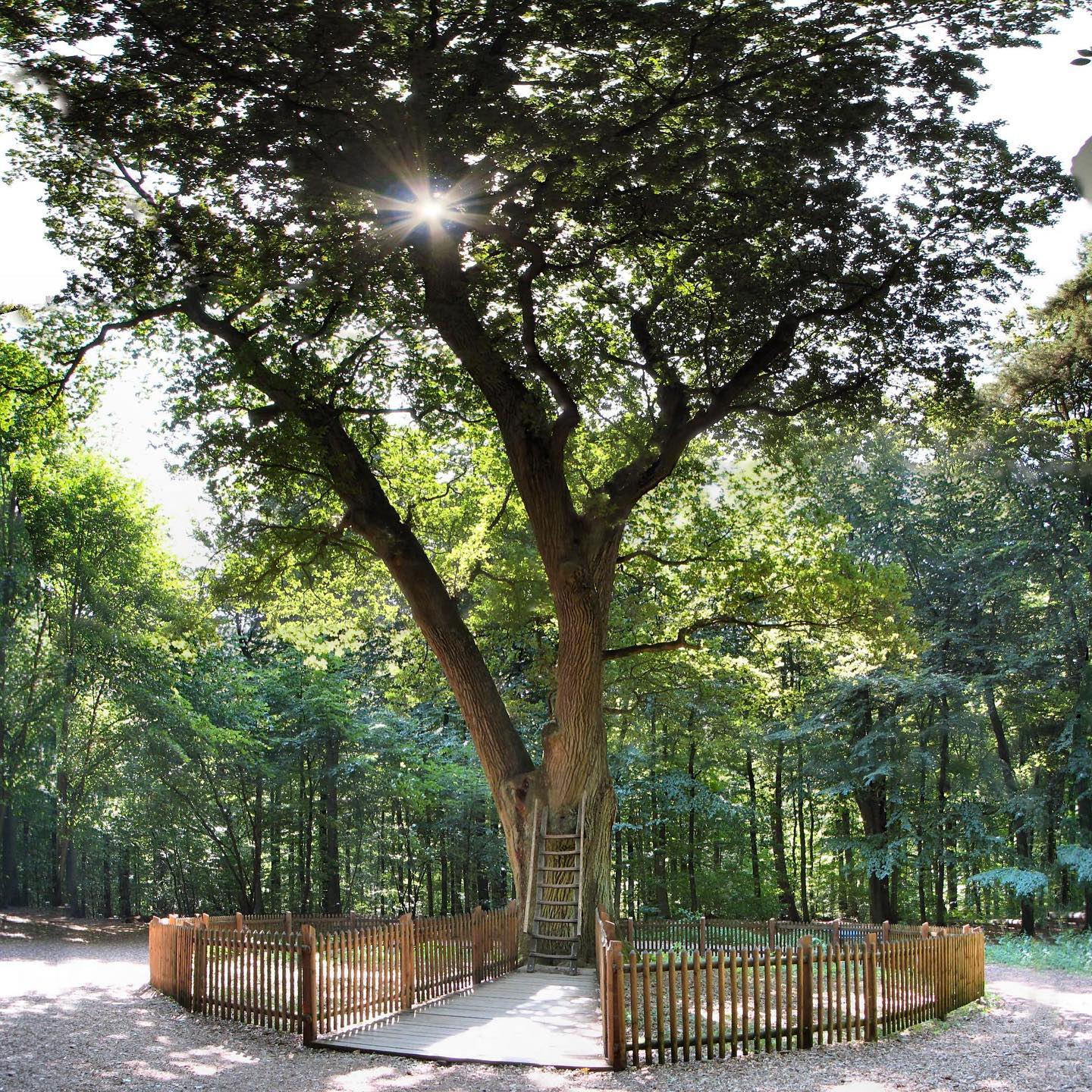 The Bridegroom’s Oak tree in Germany.