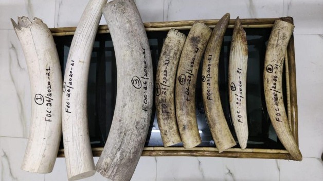 Elephant tusks worth Rs 2 crore stolen from Pangode military station in Thiruvananthapuram