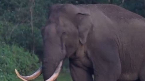 Wild elephant damages car in Kerala's Munnar, two escape unhurt