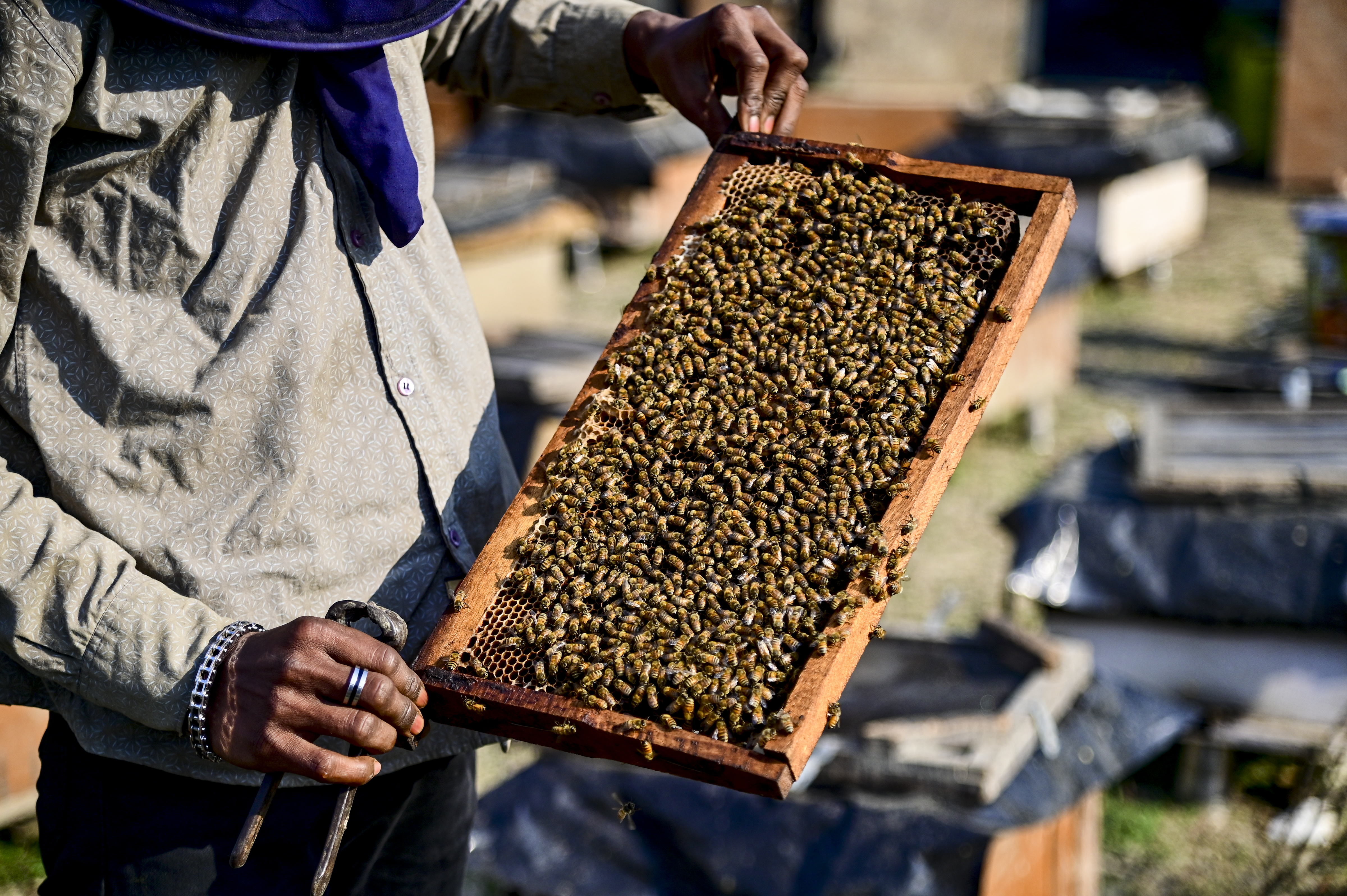  A beekeeper holds a honeycomb frame from a beehive box at a honey farm in Prayagraj.