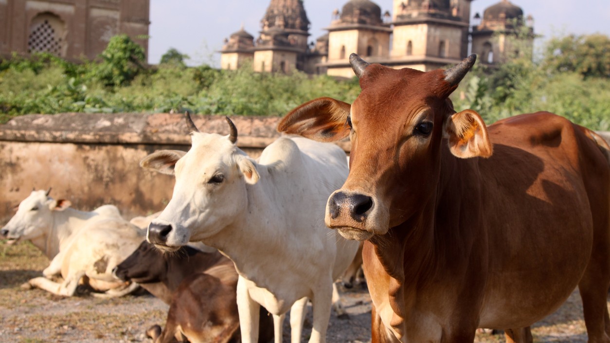 India's first cow culture museum to open in UP's Mathura