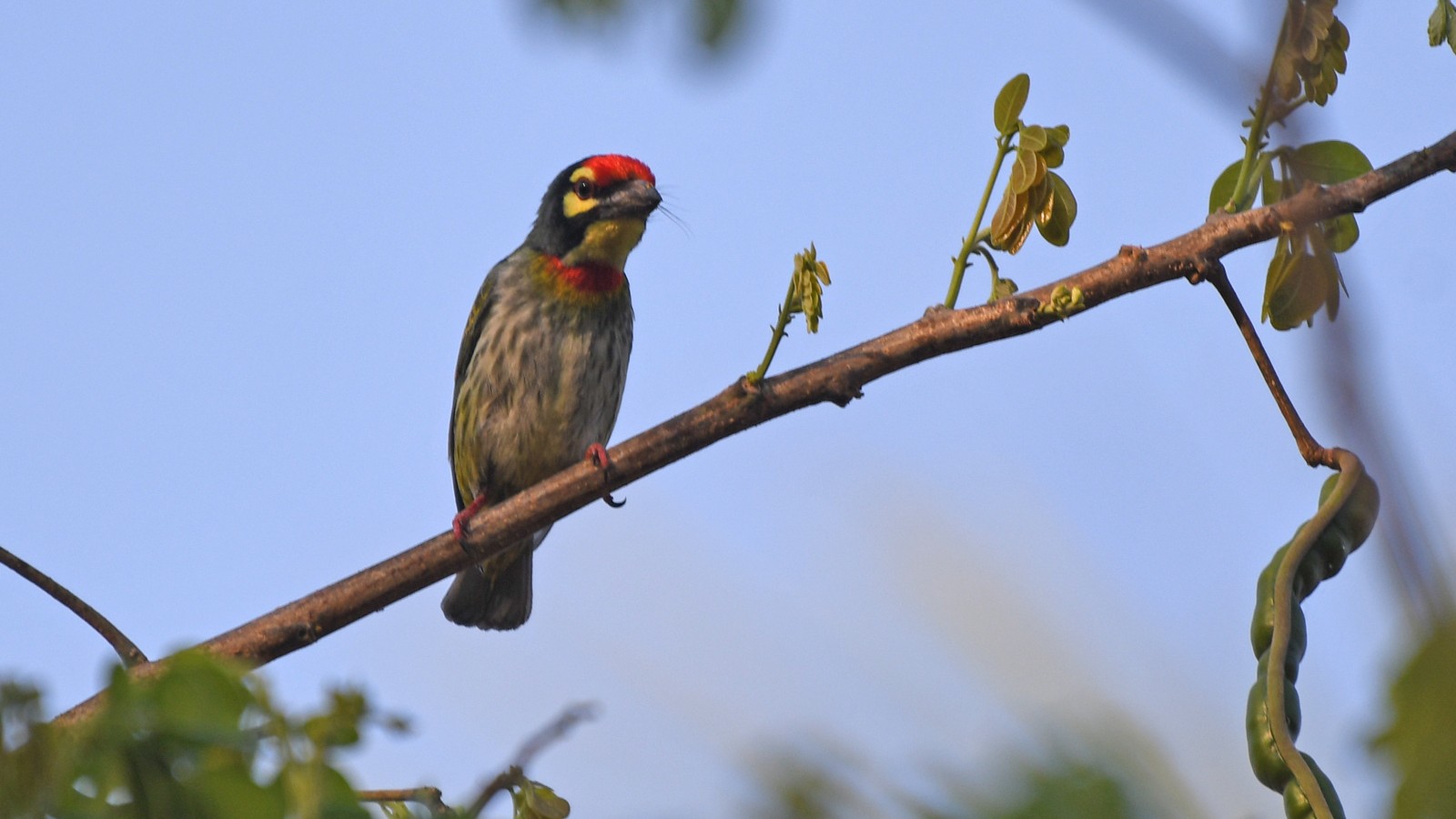 A coppersmith barbet found during the biodiversity survey on the KSIC filature premises in T Narsipur on Sunday. 