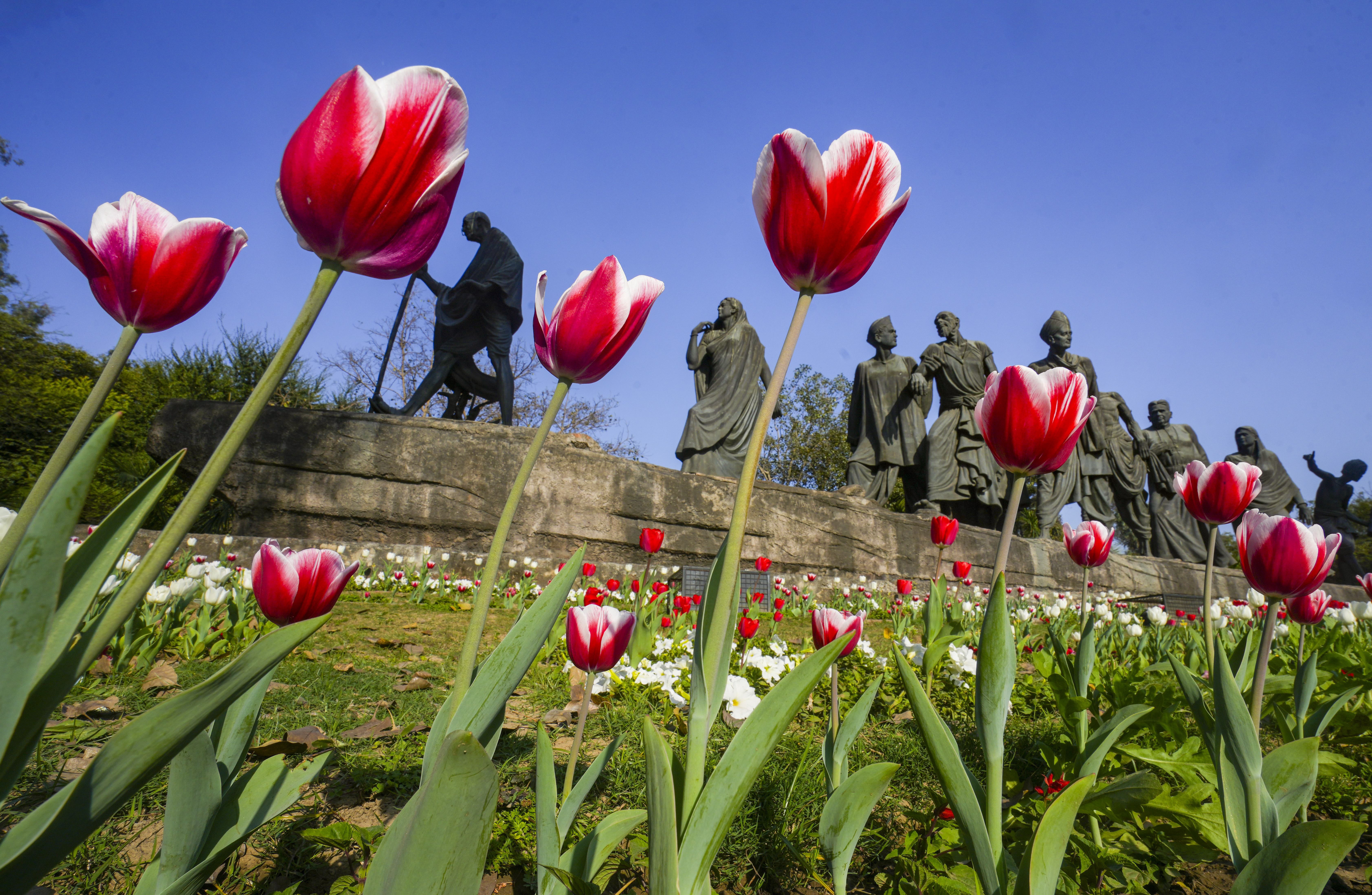  Tulips bloom at the Dandi March Statue, commonly known as 'Gyarah Murti', as part of the ‘Delhi Tulip Festival’ organised by the New Delhi Municipal Council (NDMC), in New Delhi