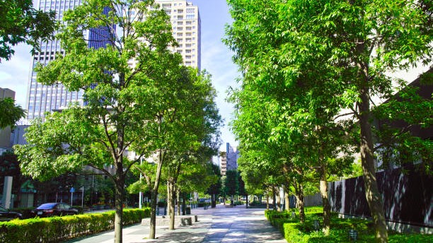 Greater Bengaluru Authority enlists students to map, remove hazardous trees