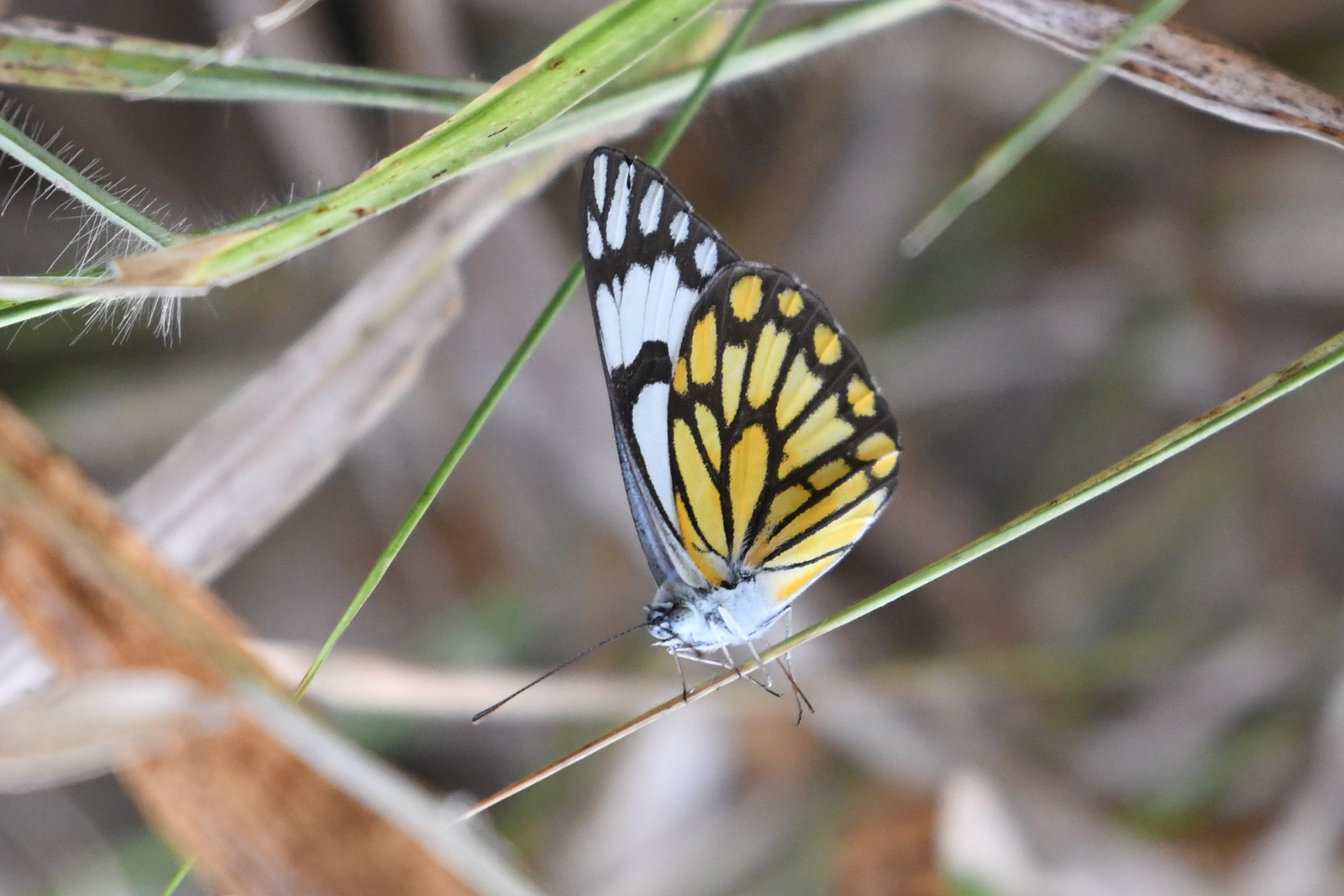 A butterfly found during the biodiversity survey by environmentalists on the KSIC filature premises in T Narsipur on Sunday.