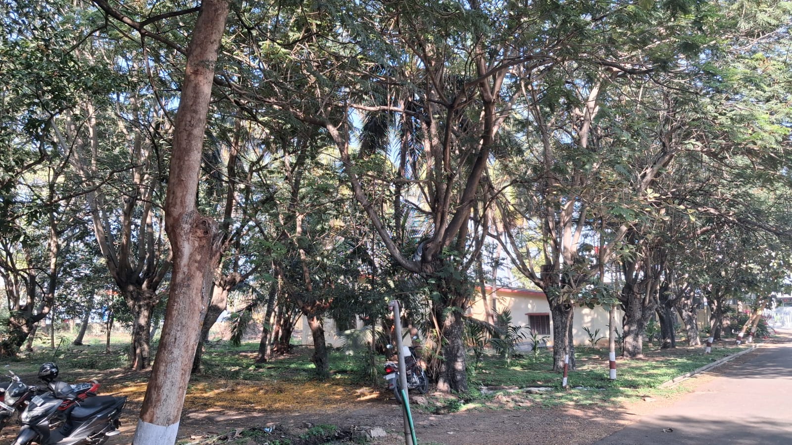 Biodiversity survey identifies 40 species of birds, 552 trees in KSIC land earmarked for stadium in T Narsipur