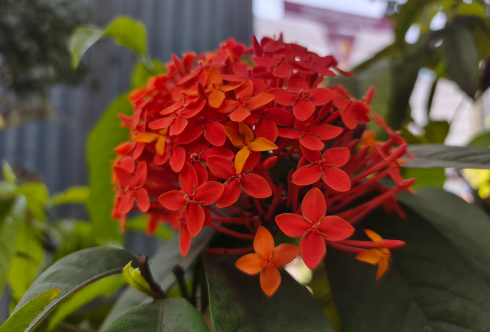 Redmi Note 15 Pro 5G's camera sample.