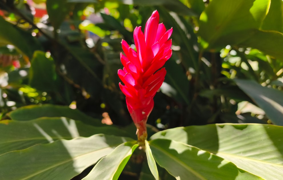 Redmi Note 15 Pro 5G's camera sample.