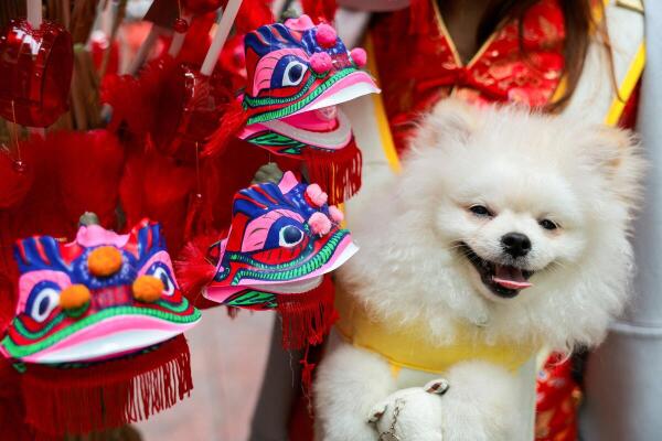 A dog reacts near some decorative dragon ornaments displayed for sale on the eve of Lunar New Year, in Bangkok, Thailand.