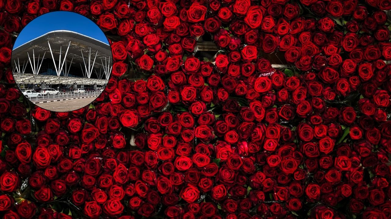 Over 60 million roses shipped this Valentine's season from Bengaluru airport