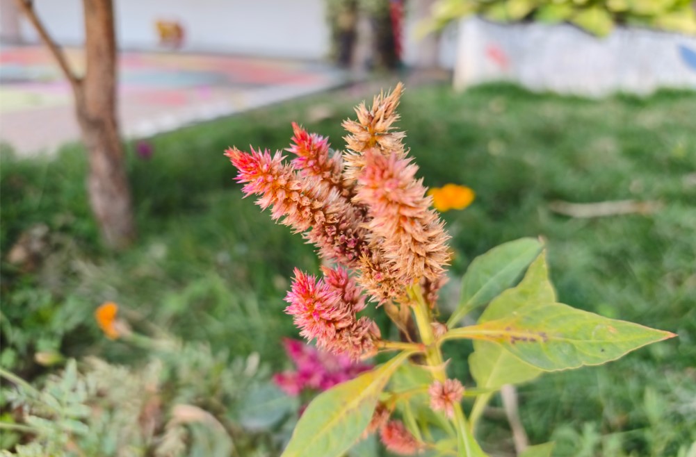 Redmi Note 15 Pro 5G's camera sample.