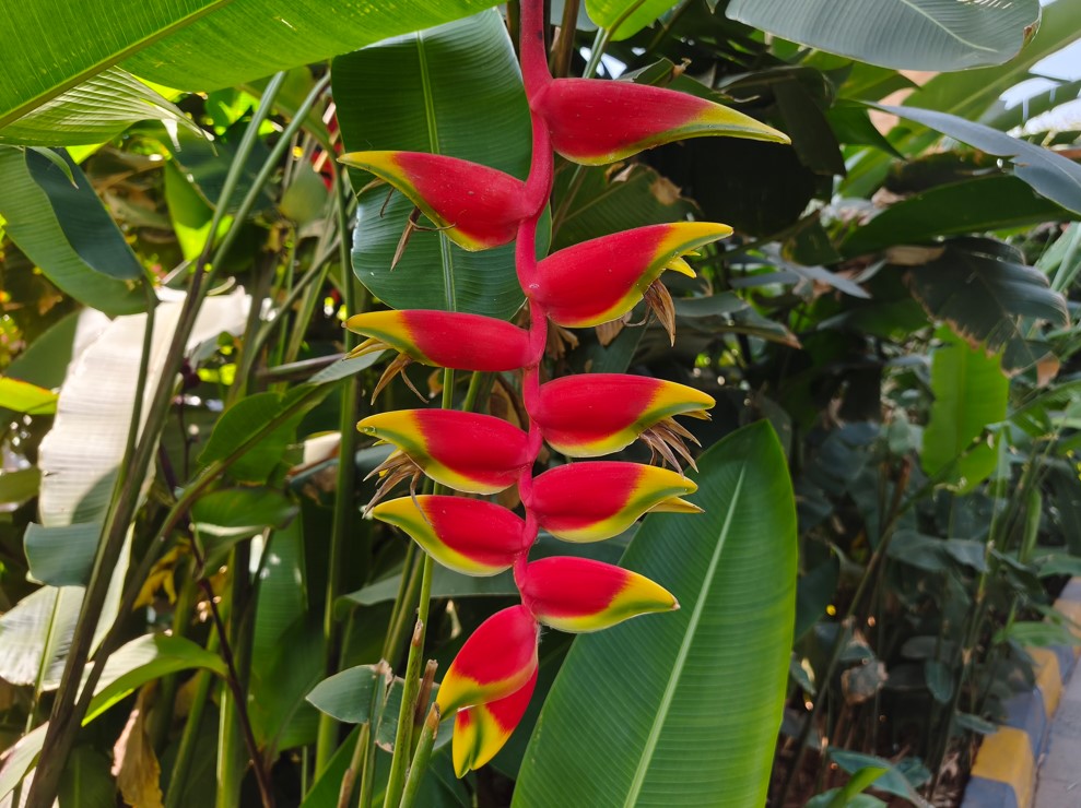 Redmi Note 15 Pro 5G's camera sample.