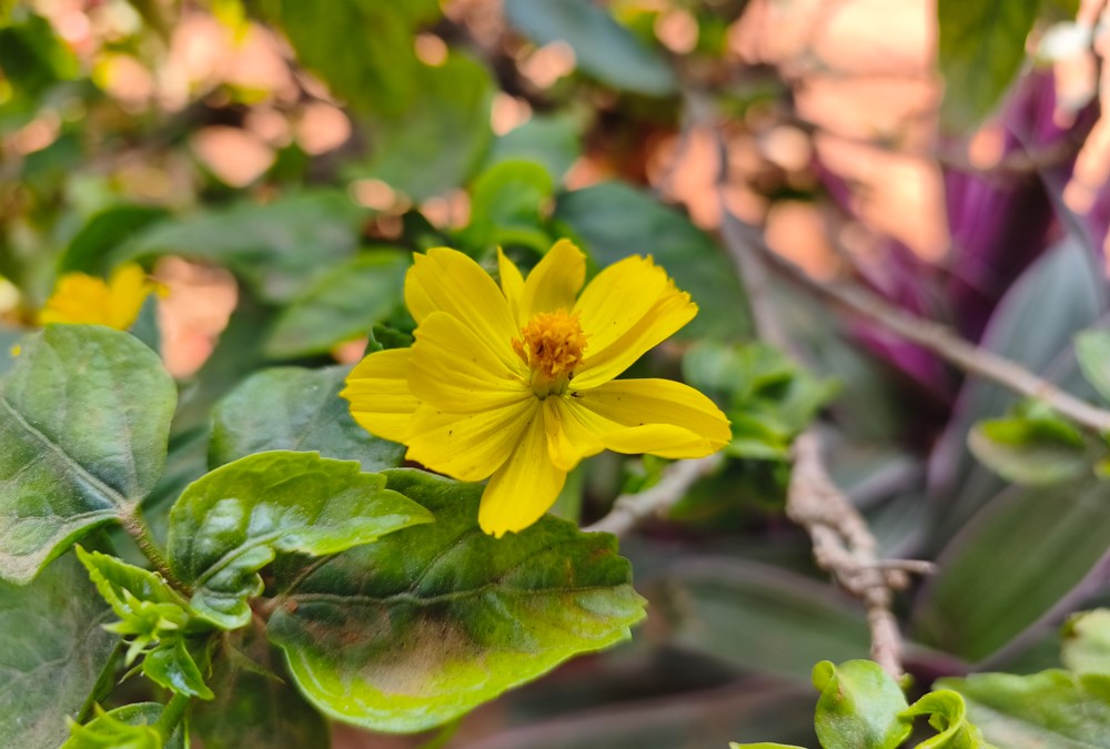 Redmi Note 15 Pro 5G's camera sample.