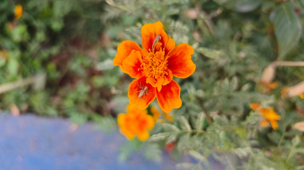 Redmi Note 15 Pro 5G's camera sample.