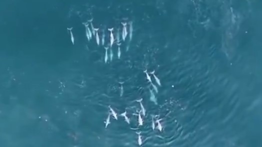 Watch video | 75 dolphins seen together off Maharashtra's Sindhudurg coast in a rare sighting