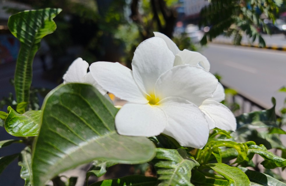 Redmi Note 15 Pro 5G's camera sample.