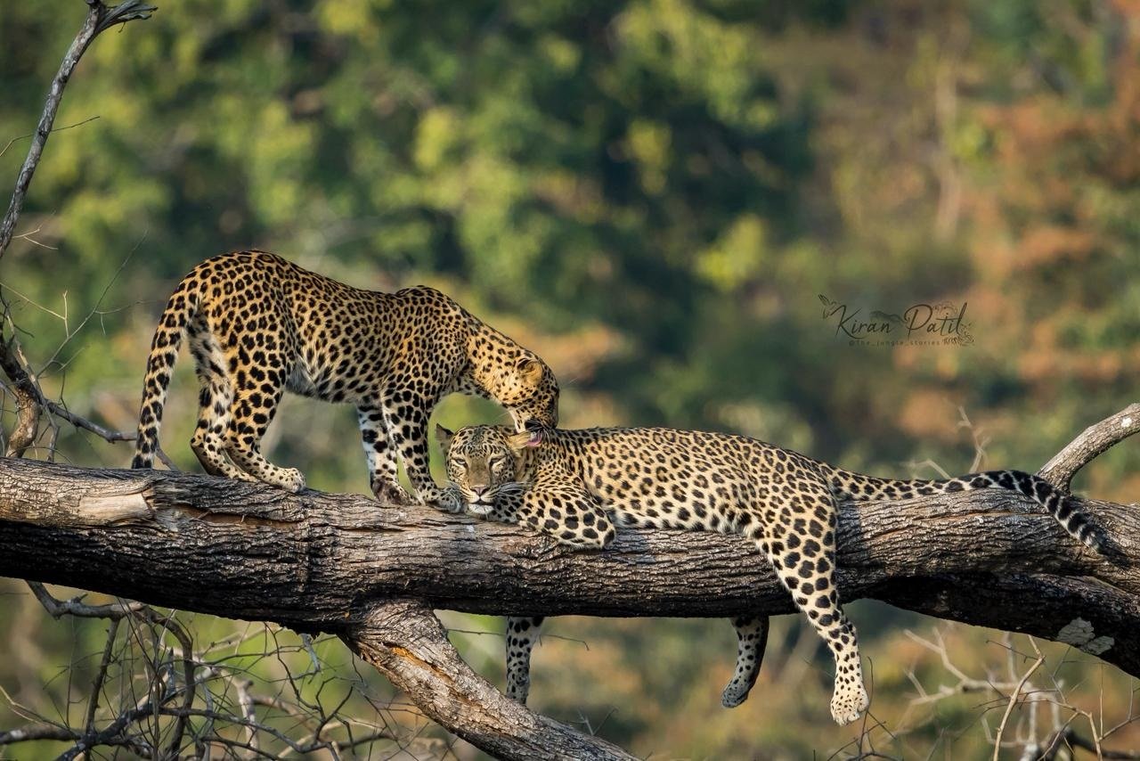 Two of the siblings longue on a tree branch.