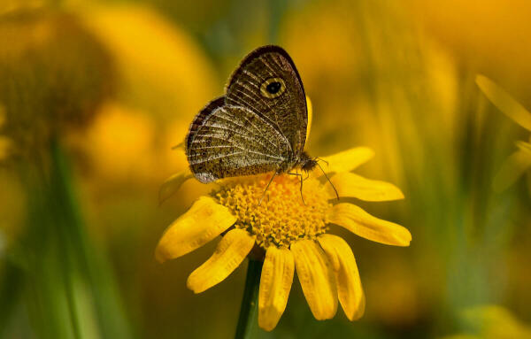 A butterfly collects nectar from a flower, in Nagaon.