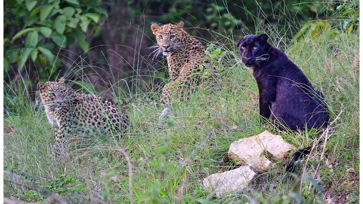 A Mother Leopard's Year-Long Journey Raising Cubs in Karnataka Reserve