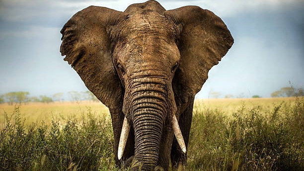 Farmer dies on spot after wild elephant attacks him in Mysuru