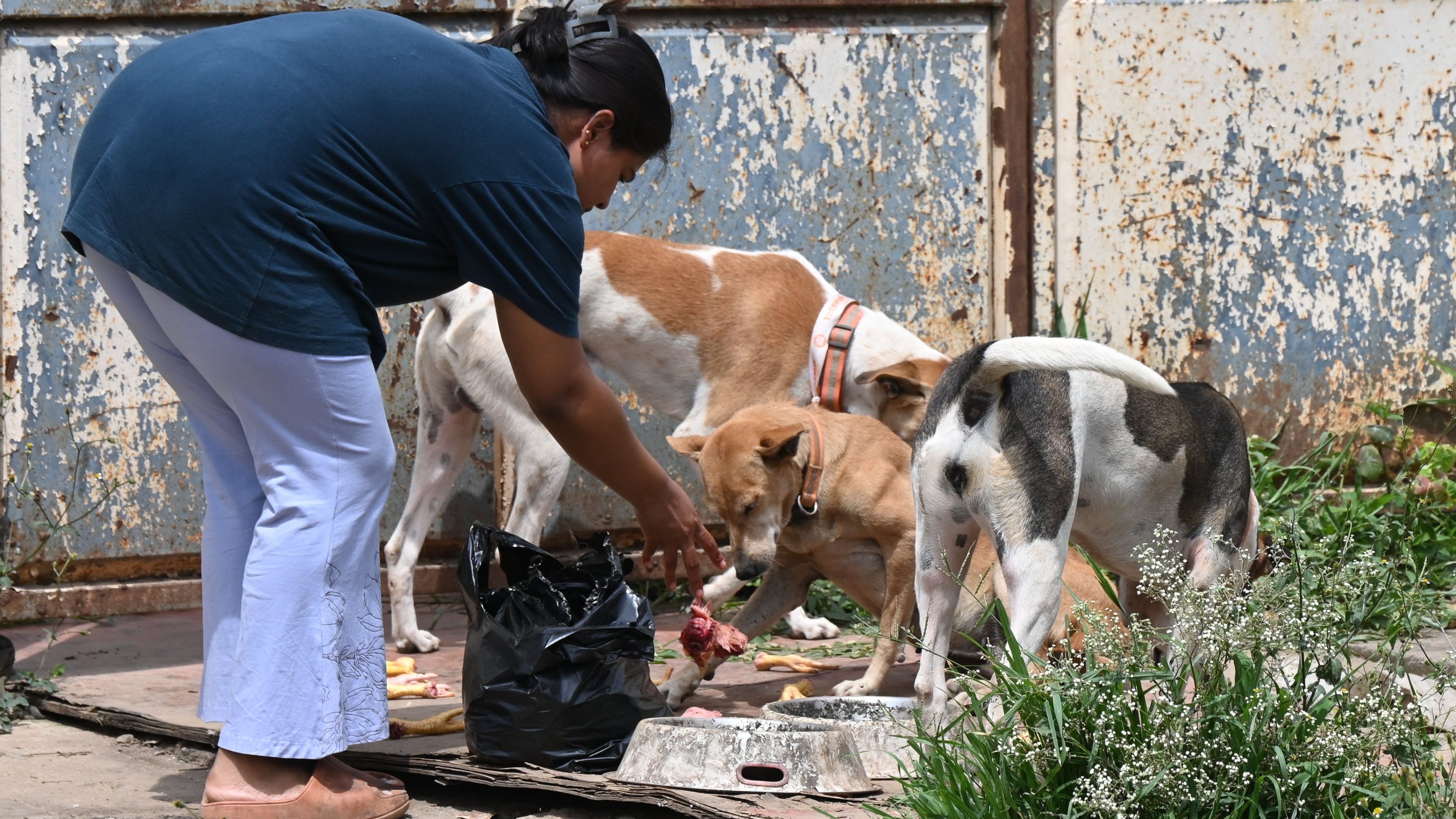 Unviable: Dog lovers livid over stray adoption drive in Bengaluru