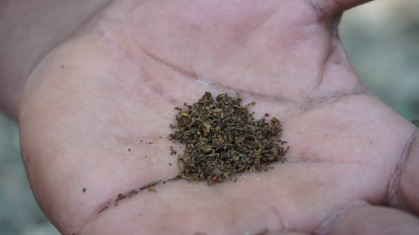Tobacco Board limits production in Karnataka to 5.6 crore kg; nearly 66,000 growers in distress