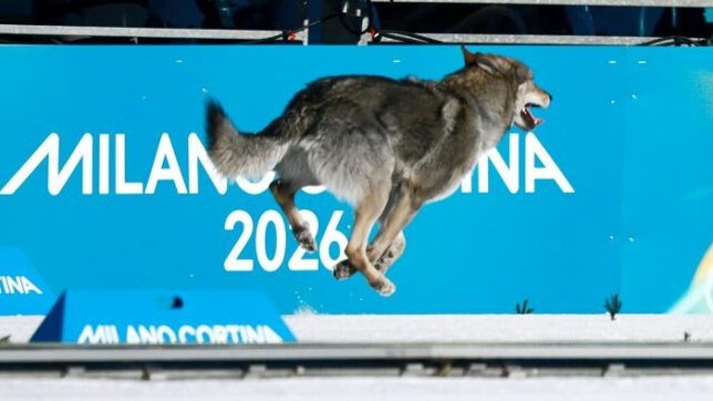 On your marks, get set… go! Dog gatecrashes Winter Olympics sprint, crosses finish line