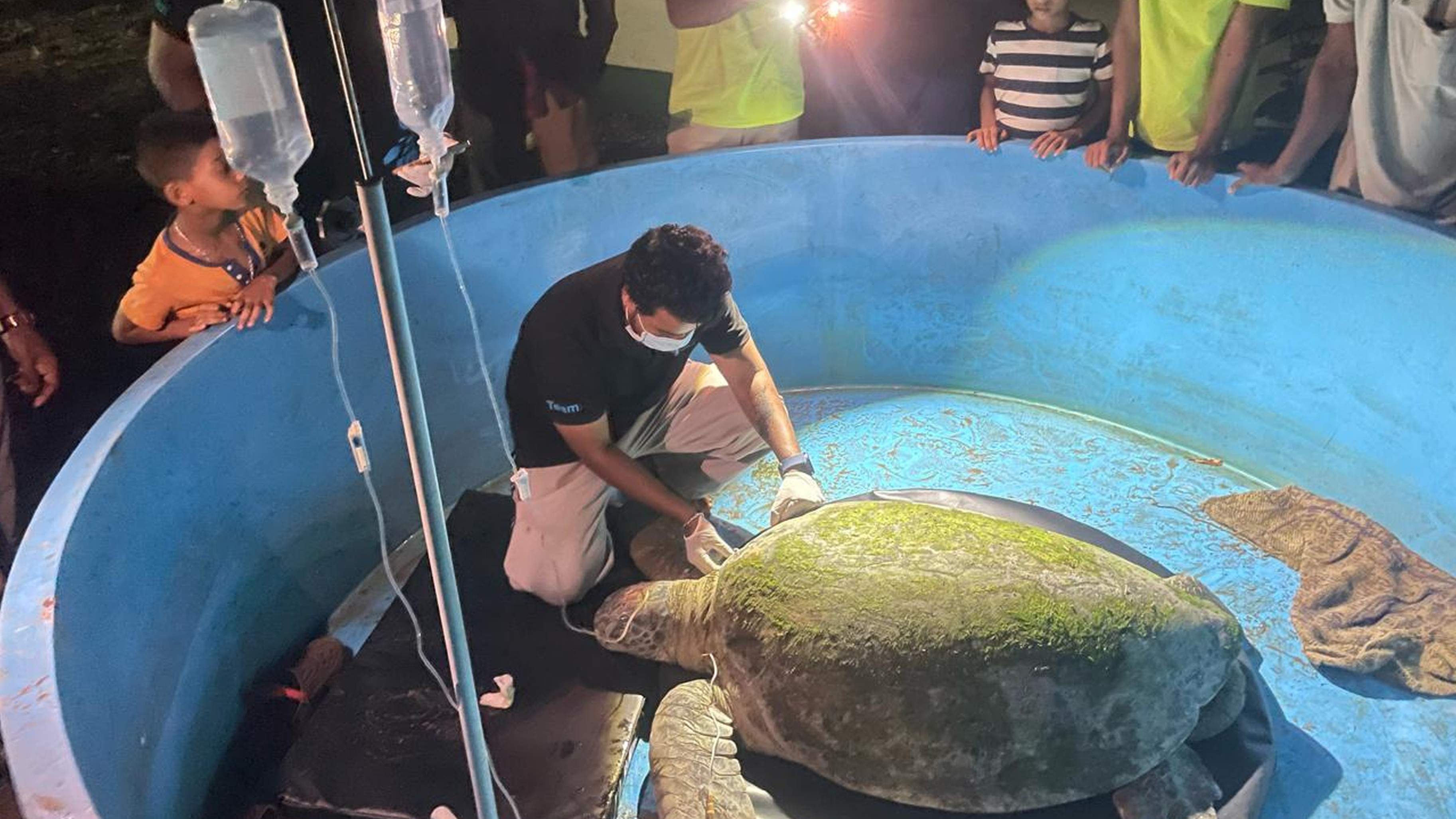 Rescued green sea turtle undergoes treatment in Karwar