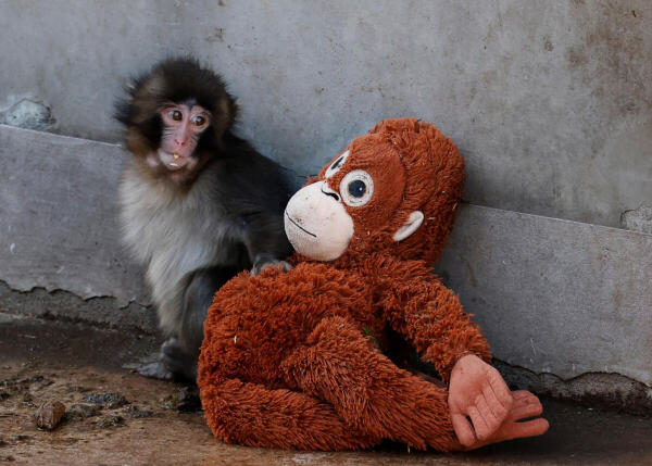 A baby Japanese macaque named Punch sits next to a stuffed orangutan at Ichikawa City Zoo, in Ichikawa, Chiba Prefecture, Japan.