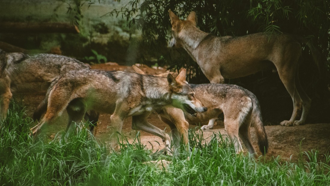 France allows culling of around 200 wolves to protect livestock