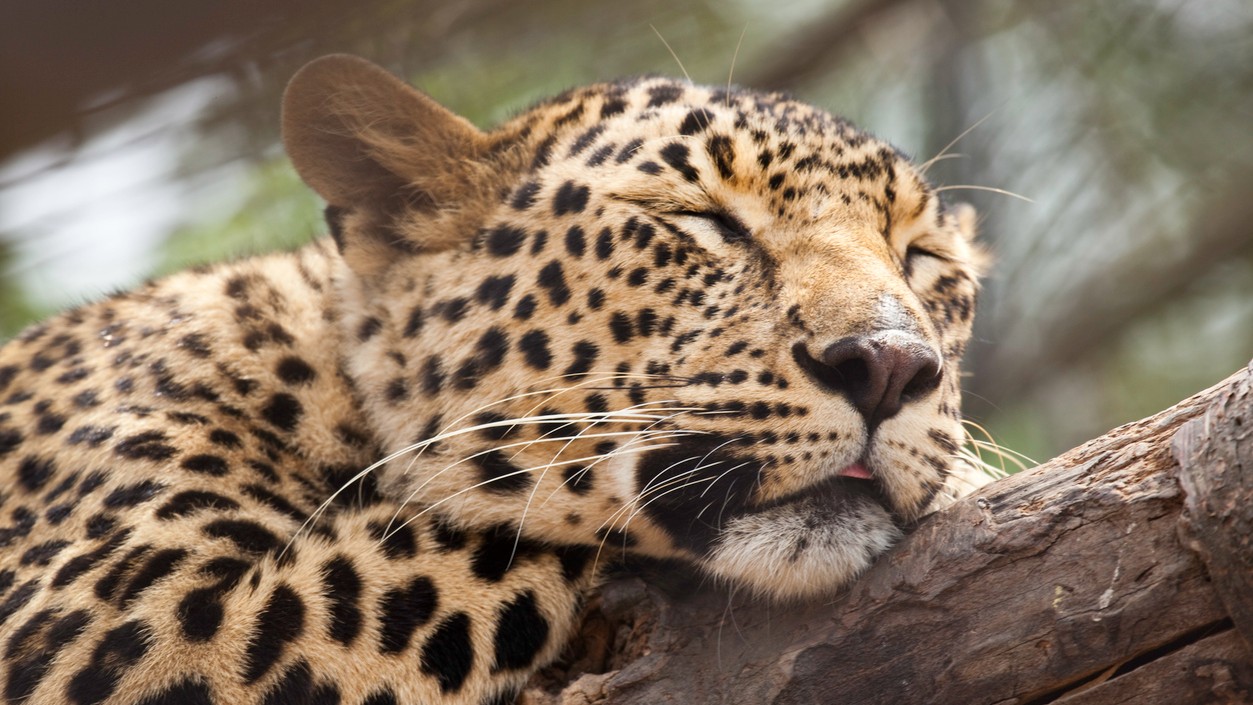 Leopard caught in fence, dies in Karnataka's Channagiri taluk