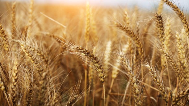 Unlocking CSR for nutrition security