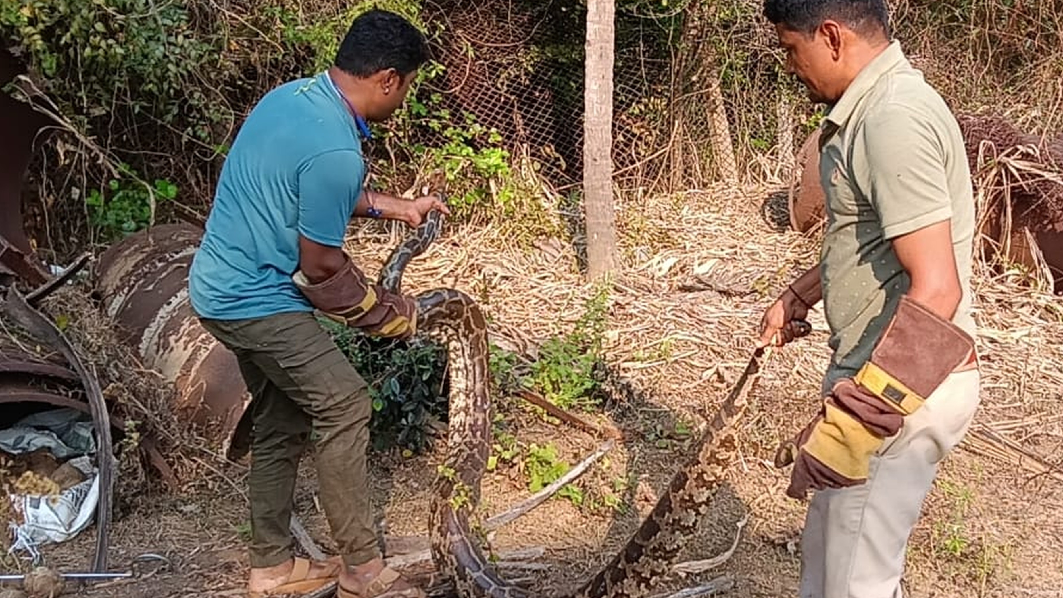 6 pythons rescued from a house in Karnataka's Karwar