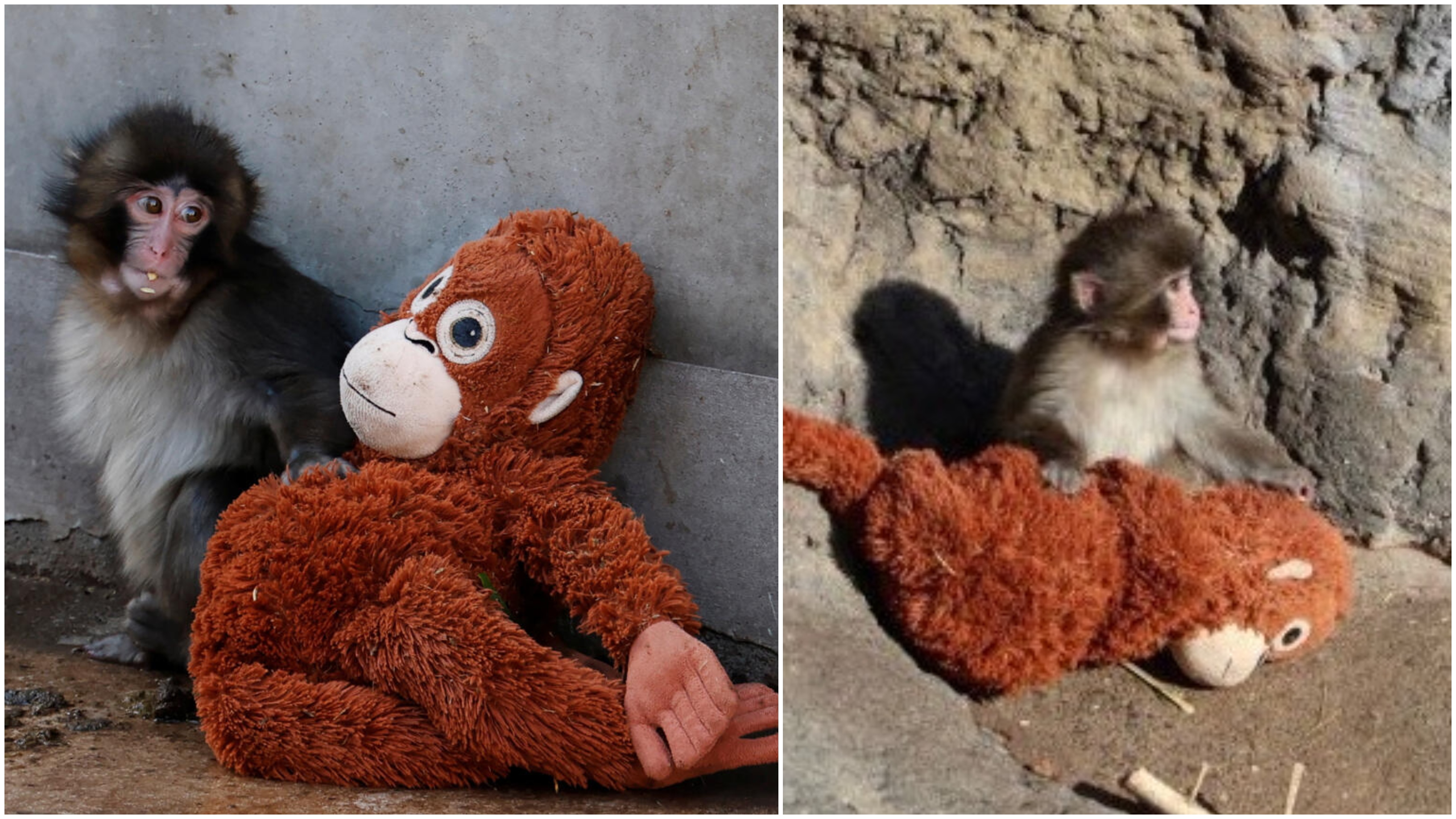 Watch | Who is 'Punch' the monkey, whose videos are going viral across social media? 