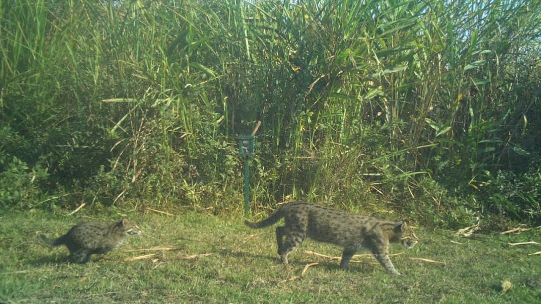 Kaziranga's First Fishing Cat Census Reveals At Least 57 Individuals