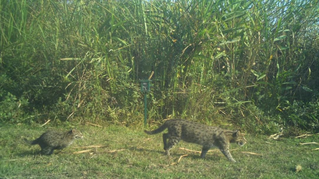 'Likely an undercount': Kaziranga records at least 57 fishing cats in first-ever assessment