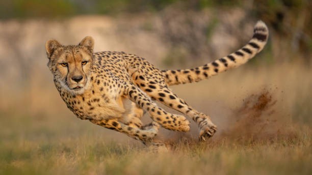 Eight cheetahs to arrive at MP's Kuno Park from Botswana; total count to reach 46