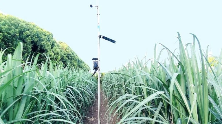 AI makes Karnataka's Aland’s sugarcane farmers aim high on yield