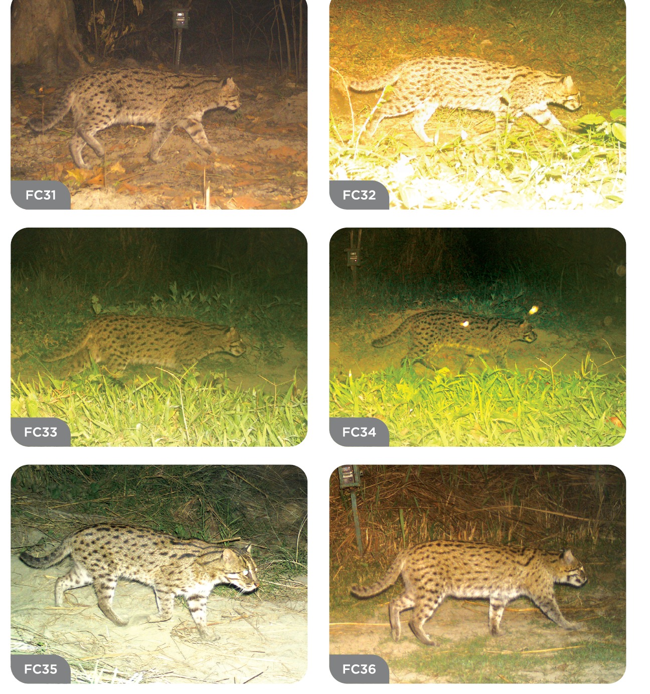 Fishing cats in camera traps in Kaziranga