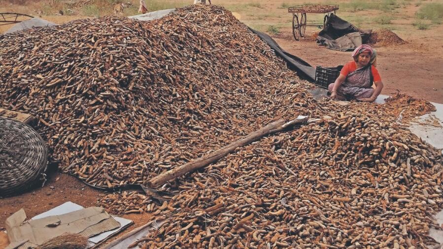Tamarind prices soar in Karnataka due to short supply, non-availability of labourers