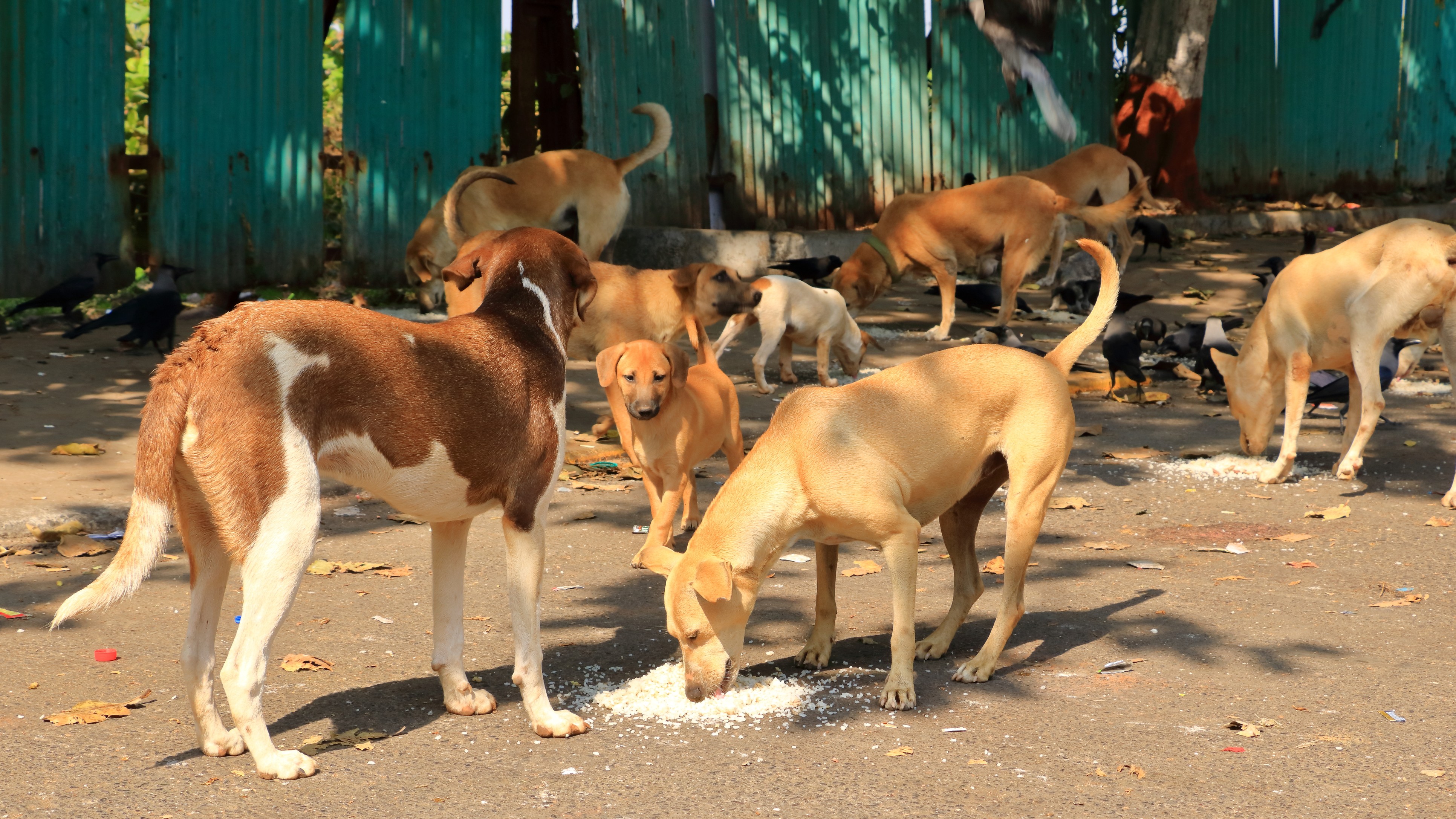 Bengaluru North Corporation designates 70 feeding spots for street dogs