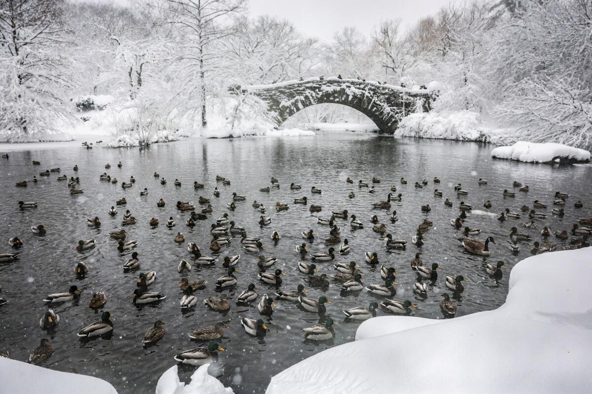 Birds rest near the Gapstow Bridge in Central Park as snow falls during a winter storm in New York City, US.