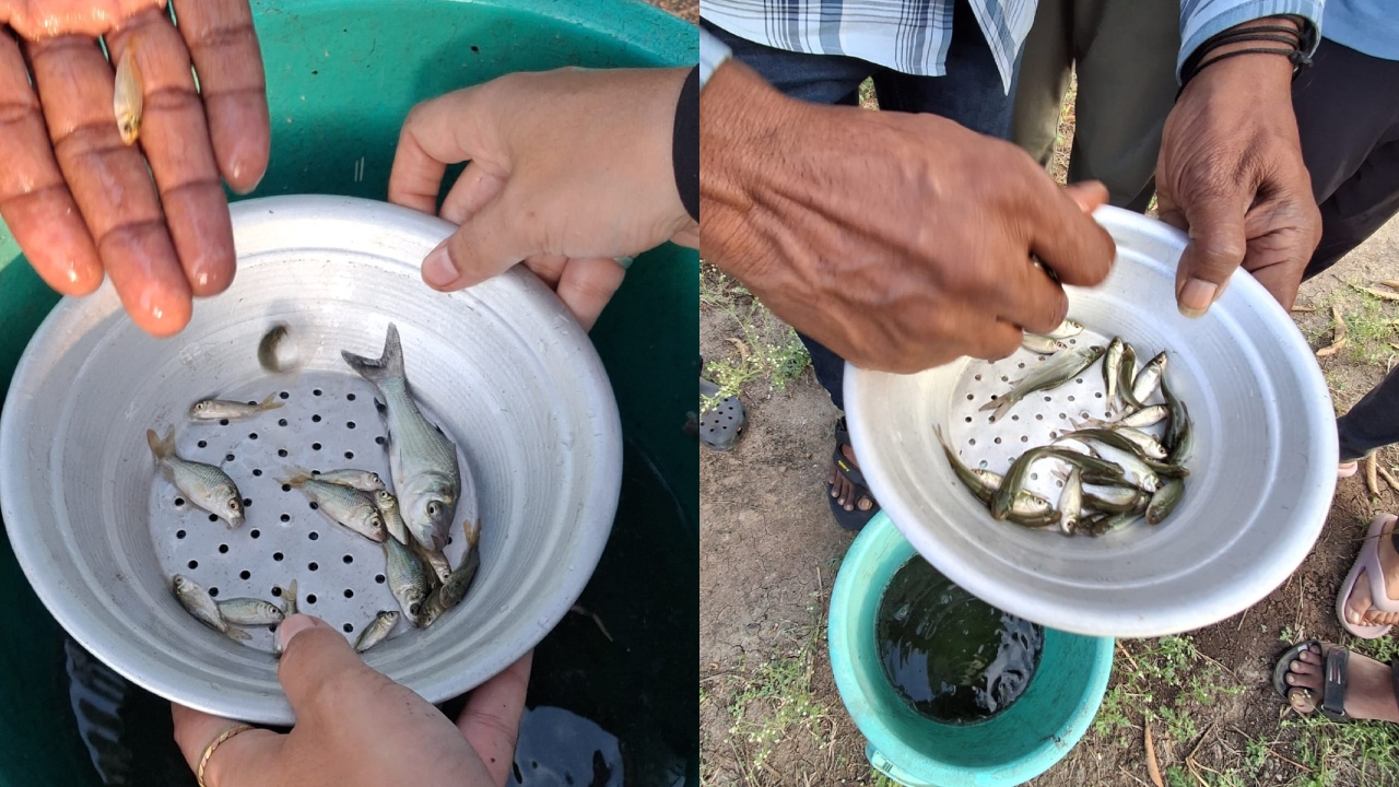 BNHS works with Maharashtra's fisheries dept to revive native fish population, water ecosystem