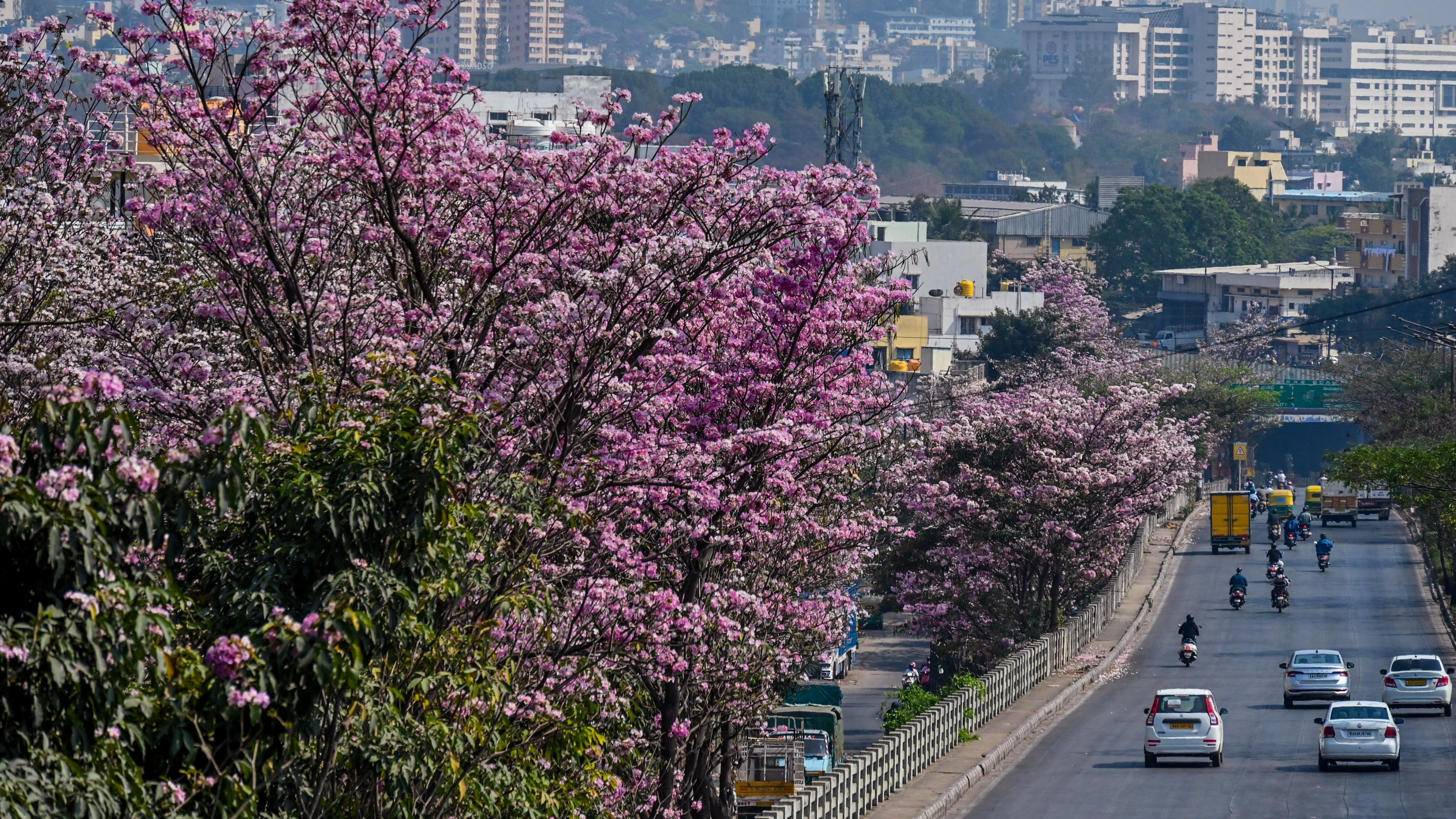 Pink splash: Bengaluru techies create map to track flowering tabebuia rosea trees
