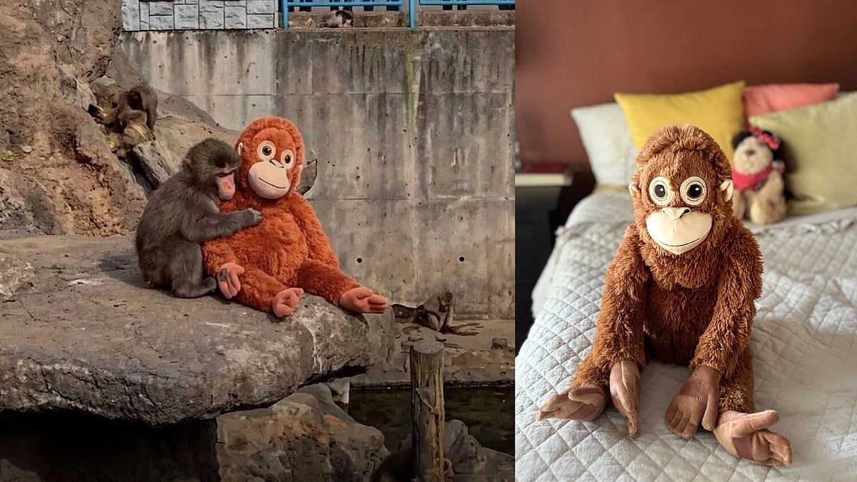 Karnataka Students Write Heartfelt Letters to Internet Sensation Punch the Monkey