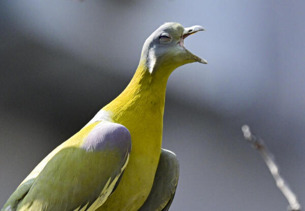 A Yellow-footed green pigeon, seen in New Delhi.