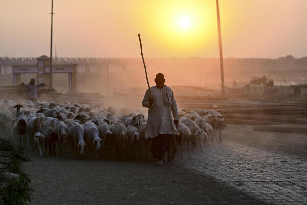 A shepherd herds sheep during sunset, in Prayagraj.